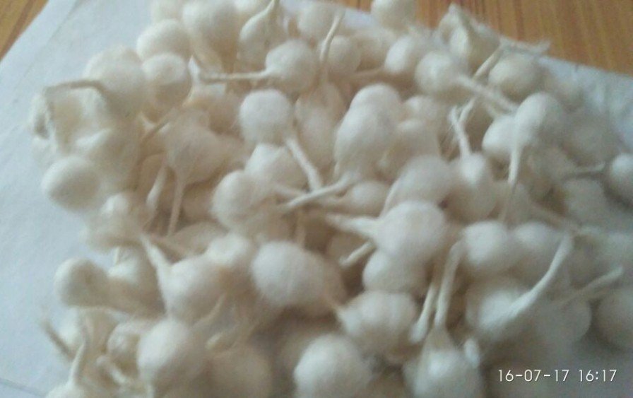 Round White Batti